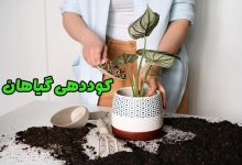 کود مناسب برای گیاهان آپارتمانی