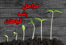 مراحل رشد گیاهان