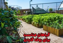 گیاهان مناسب روف گاردن