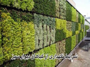 شرایط نگهداری از گیاهان دیوار سبز
