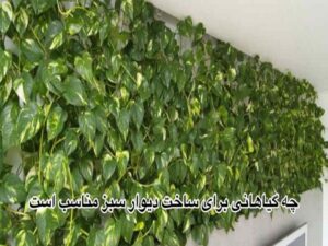 چه گیاهانی برای ساخت دیوار سبز مناسب است؟