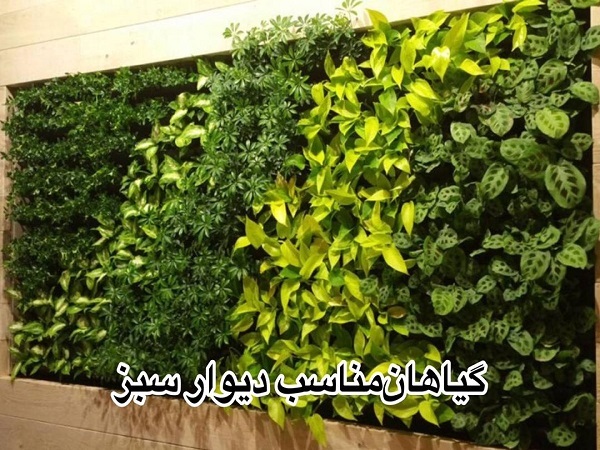 گیاهان مناسب دیوار سبز