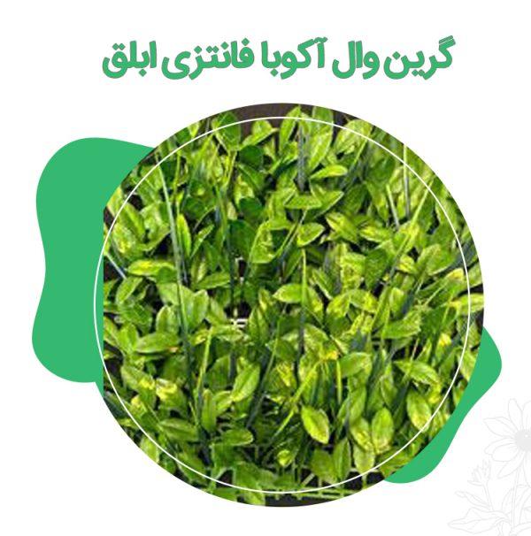 گرین وال آکوبا فانتزی ابلق