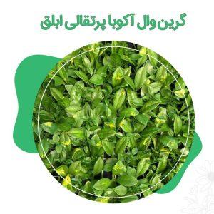 گرین-وال-آکوبا-پرتقالی-ابلق