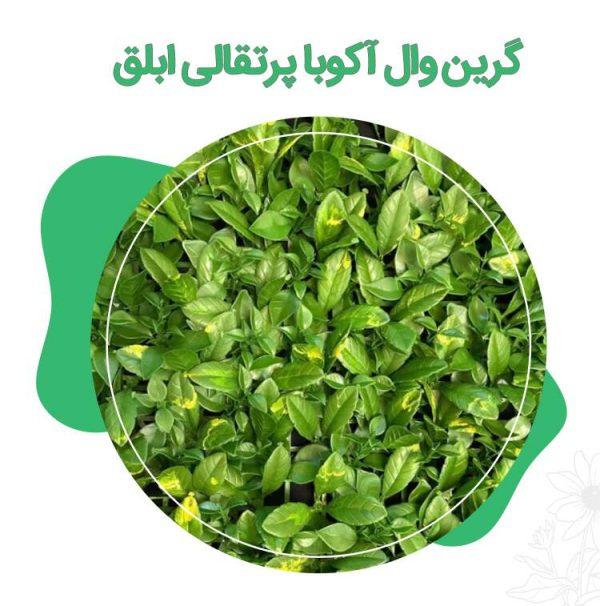 گرین-وال-آکوبا-پرتقالی-ابلق