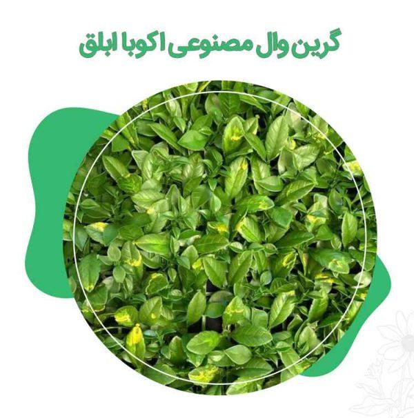 گرین-وال-مصنوعی-اکوبا-ابلق